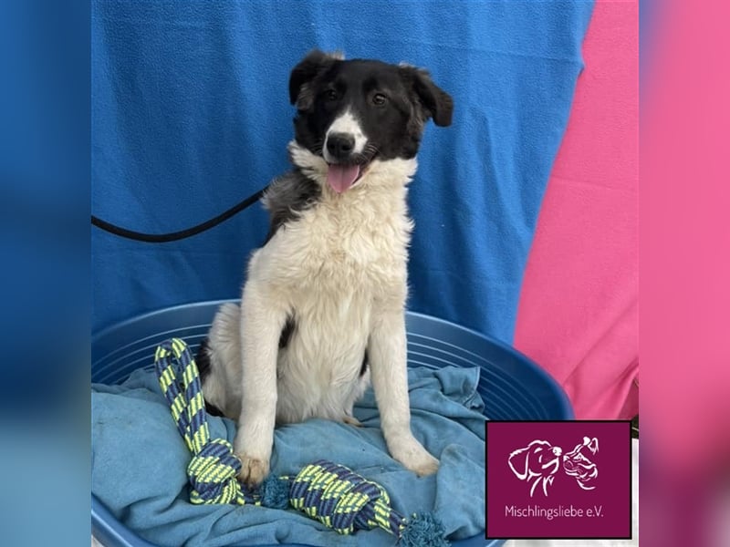 Biff ❤️– Hübscher Hundejunge möchte so gerne ausreisen