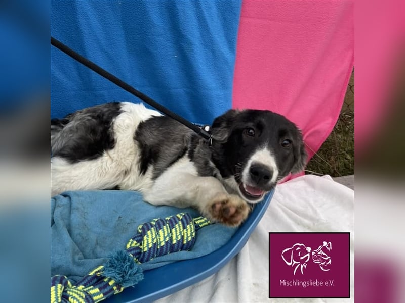 Biff ❤️– Hübscher Hundejunge möchte so gerne ausreisen