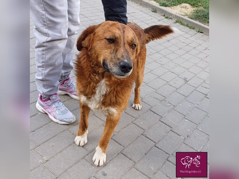 Baxtor  – Ein überaus freundlicher Hund