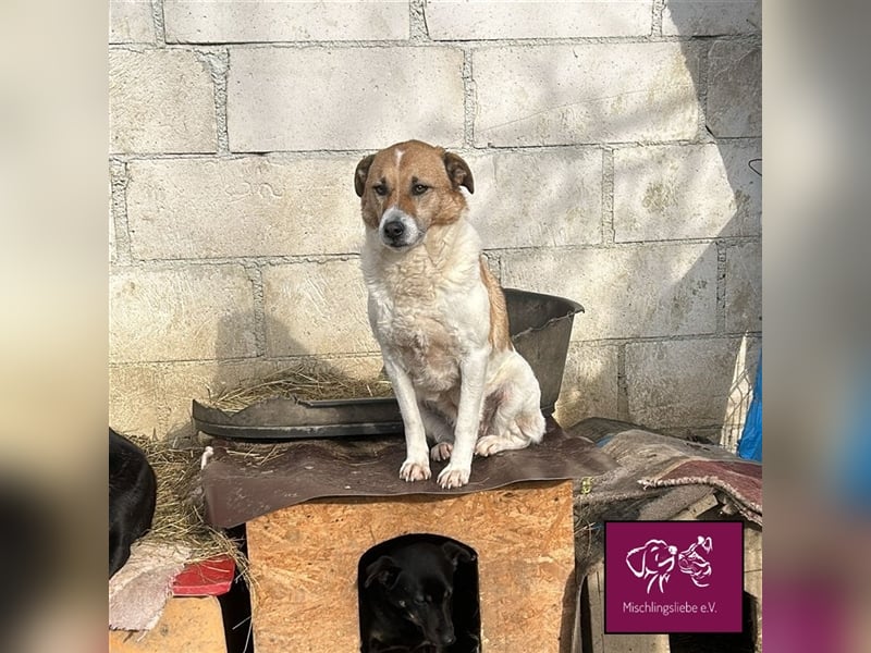 Ängstlicher Lorenzo sucht seinen Fels in der Brandung! ❤️