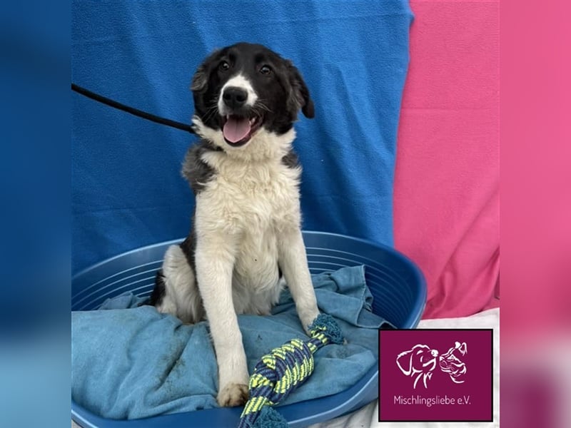 Biff ❤️– Hübscher Hundejunge möchte so gerne ausreisen