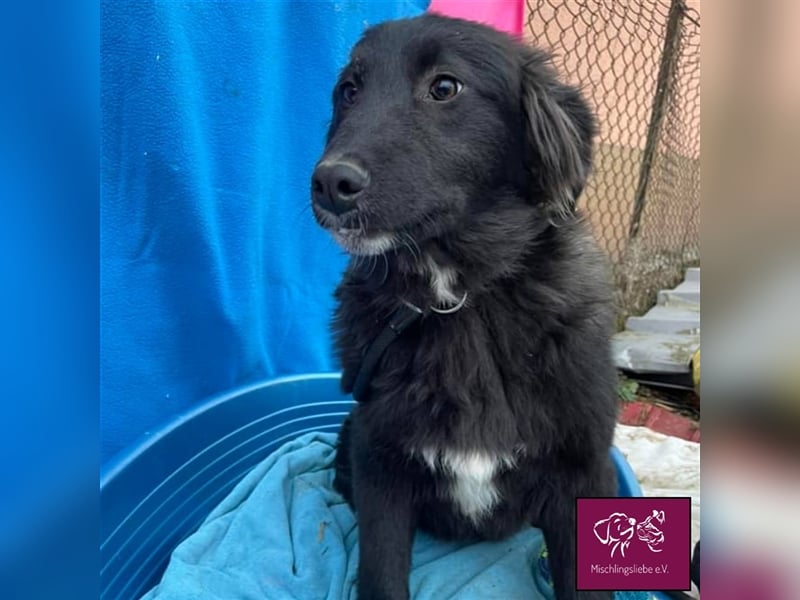 Carol ❣️ – Eine kuschelige schwarze Schönheit