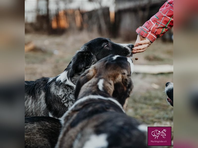 Biff ❤️– Hübscher Hundejunge möchte so gerne ausreisen