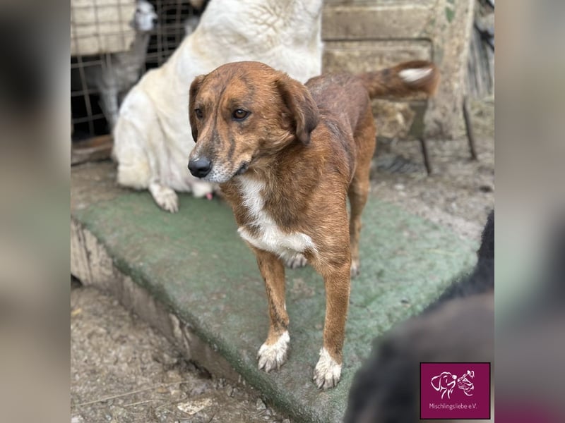 Baxtor  – Ein überaus freundlicher Hund