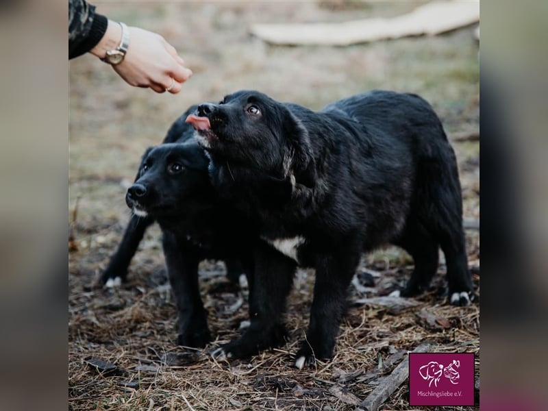 Corbu ❤️– Ein Hundewelpe zum Knutschen sucht sein Für-Immer-Zuhause
