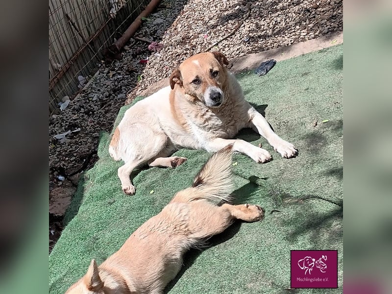 Ängstlicher Lorenzo sucht seinen Fels in der Brandung! ❤️