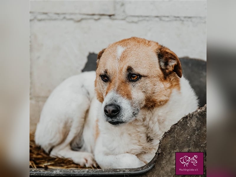 Ängstlicher Lorenzo sucht seinen Fels in der Brandung! ❤️