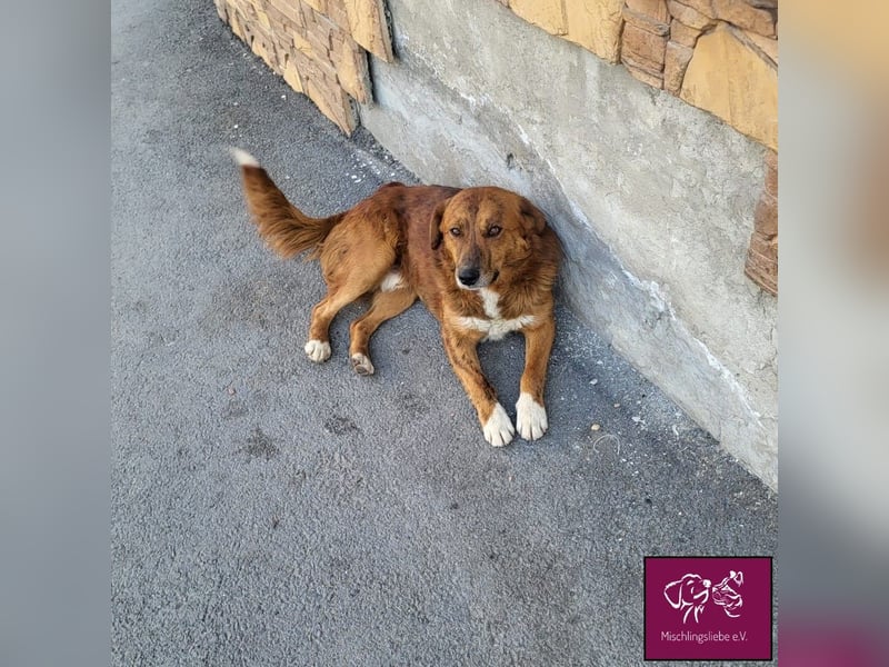 Baxtor  – Ein überaus freundlicher Hund