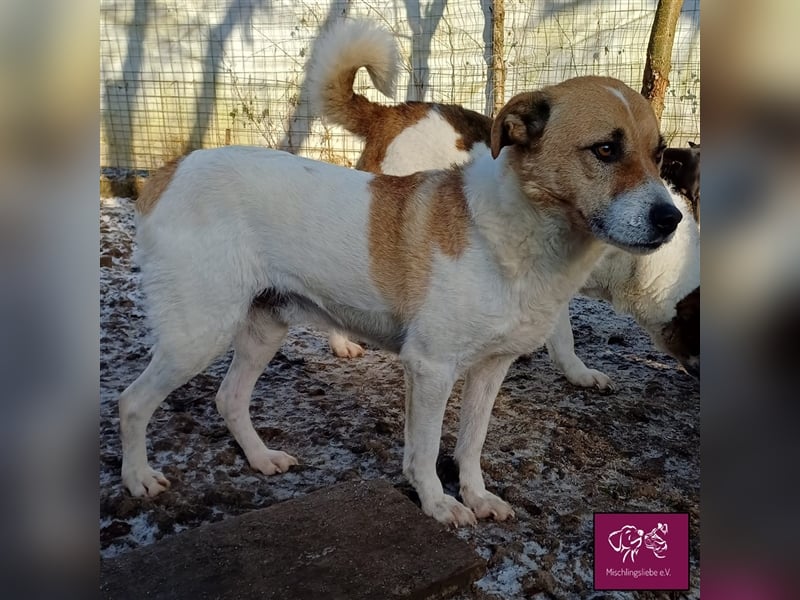 Ängstlicher Lorenzo sucht seinen Fels in der Brandung! ❤️
