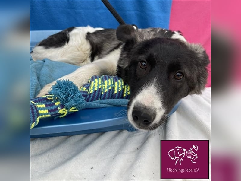 Biff ❤️– Hübscher Hundejunge möchte so gerne ausreisen