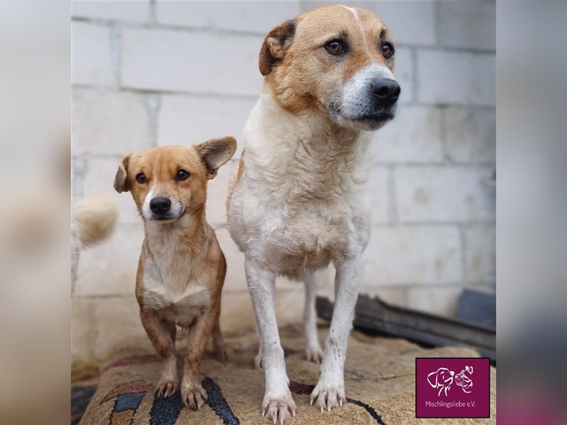 Ängstlicher Lorenzo sucht seinen Fels in der Brandung! ❤️