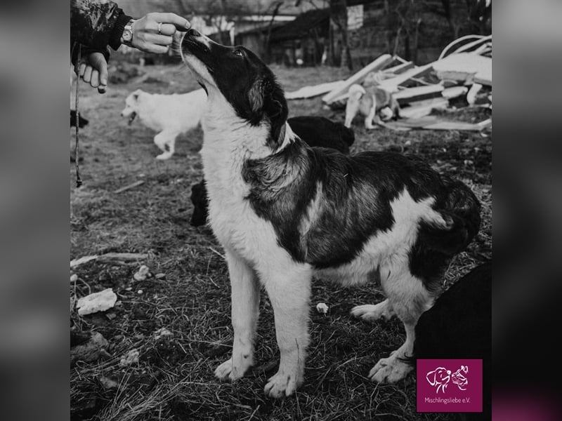 Biff ❤️– Hübscher Hundejunge möchte so gerne ausreisen