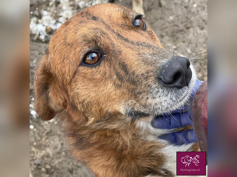 Baxtor  – Ein überaus freundlicher Hund