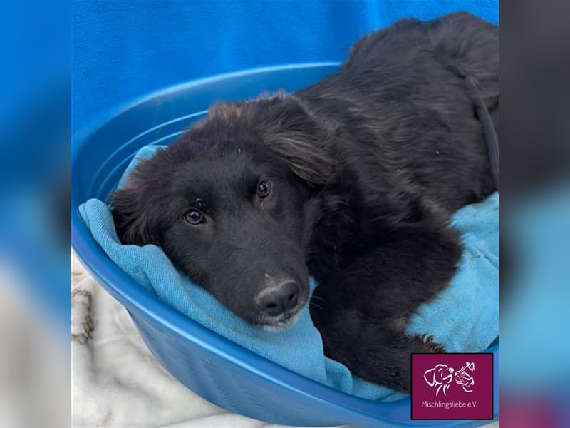 Carol ❣️ – Eine kuschelige schwarze Schönheit