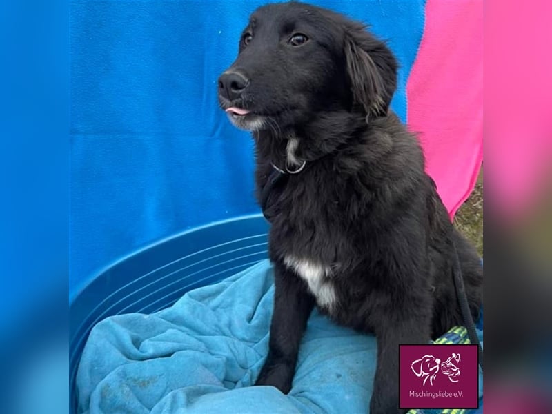 Carol ❣️ – Eine kuschelige schwarze Schönheit