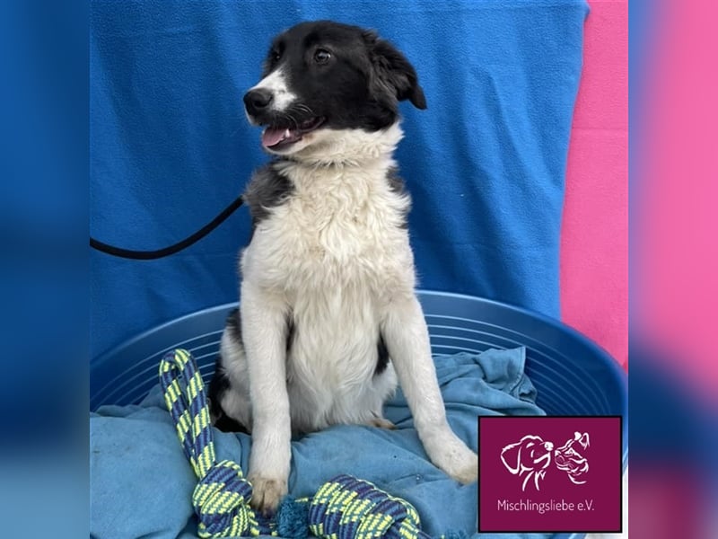 Biff ❤️– Hübscher Hundejunge möchte so gerne ausreisen