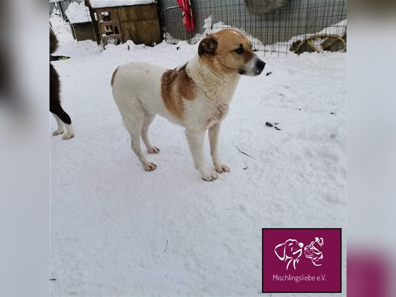 Ängstlicher Lorenzo sucht seinen Fels in der Brandung! ❤️