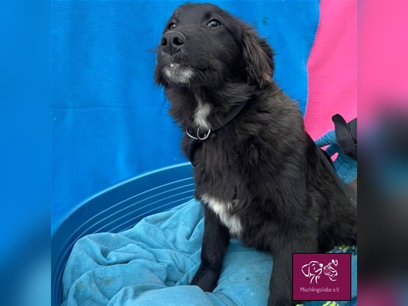 Carol ❣️ – Eine kuschelige schwarze Schönheit