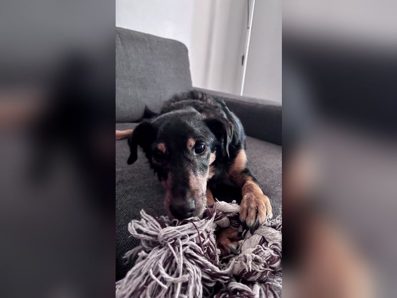 SKIBBY - Charmanter Schmusehund sucht seine Menschen