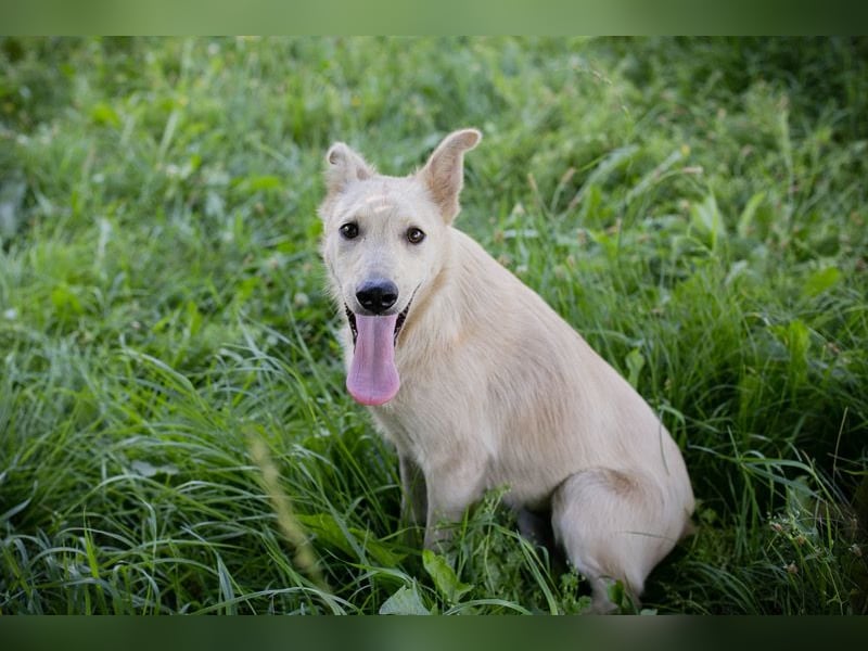 RIMA – Wunderschöne Junghündin sucht ihr Für-immer-Zuhause