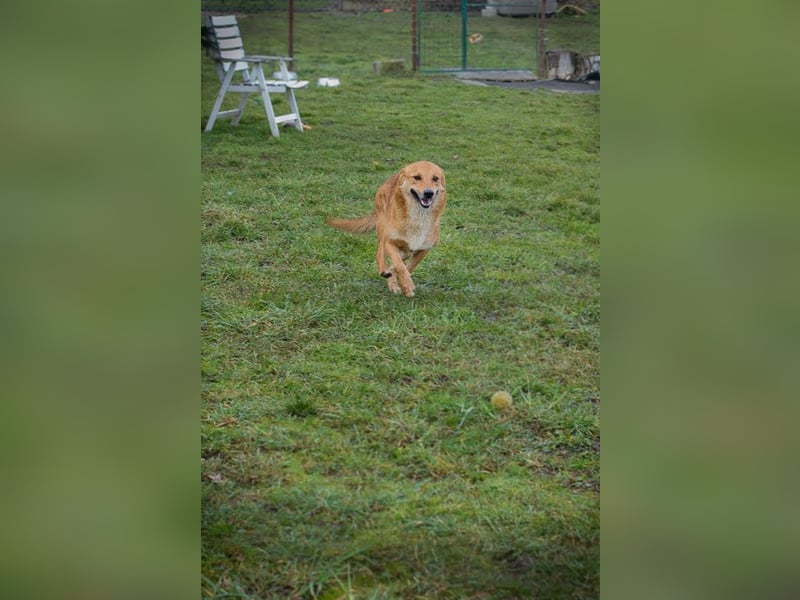 ODIN - verschmuster Jungspund sucht seine Menschen
