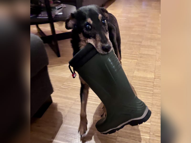 SKIBBY - Charmanter Schmusehund sucht seine Menschen