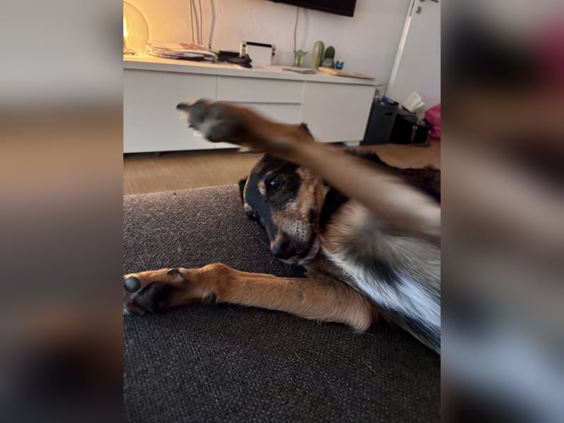 SKIBBY - Charmanter Schmusehund sucht seine Menschen