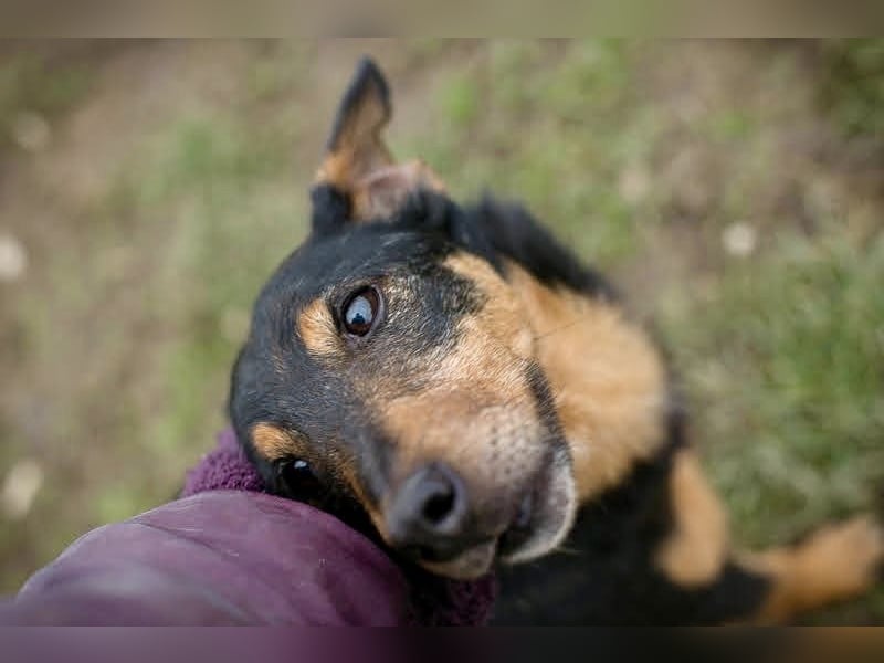 SKIBBY - Charmanter Schmusehund sucht seine Menschen
