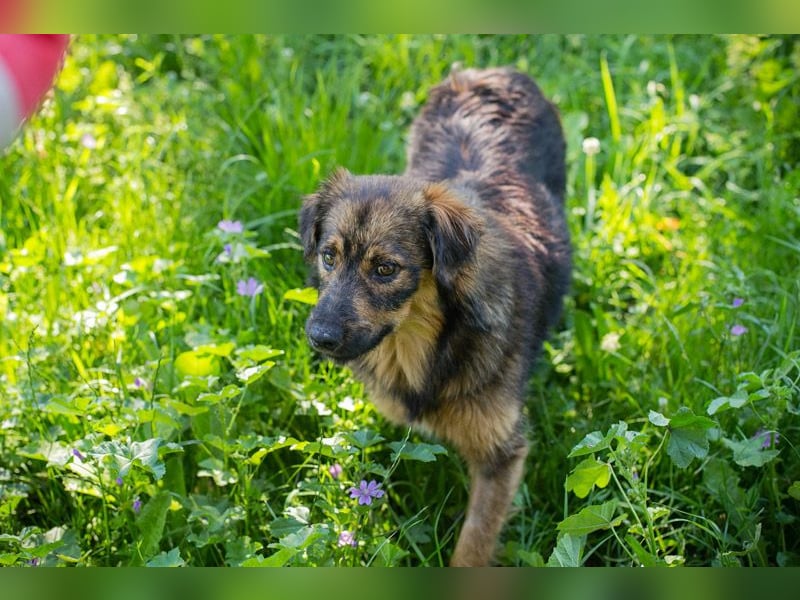 SISSY – Liebe Hundedame sucht ihr Für-immer-Zuhause