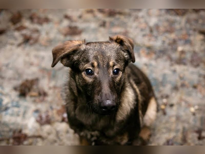 DUKE – Junger, lieber Rüde sucht seine Menschen