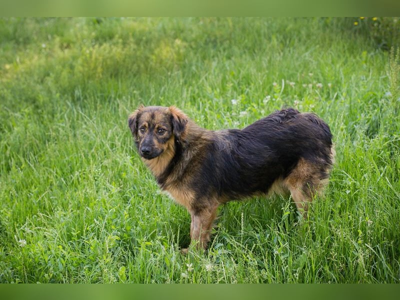 SISSY – Liebe Hundedame sucht ihr Für-immer-Zuhause