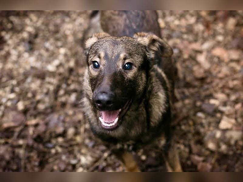 DUKE – Junger, lieber Rüde sucht seine Menschen