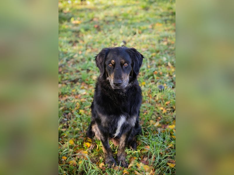 WHISKY – Sanfter Schmusebär sucht sein Glück