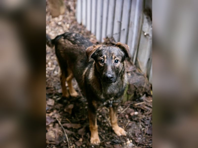 DUKE – Junger, lieber Rüde sucht seine Menschen