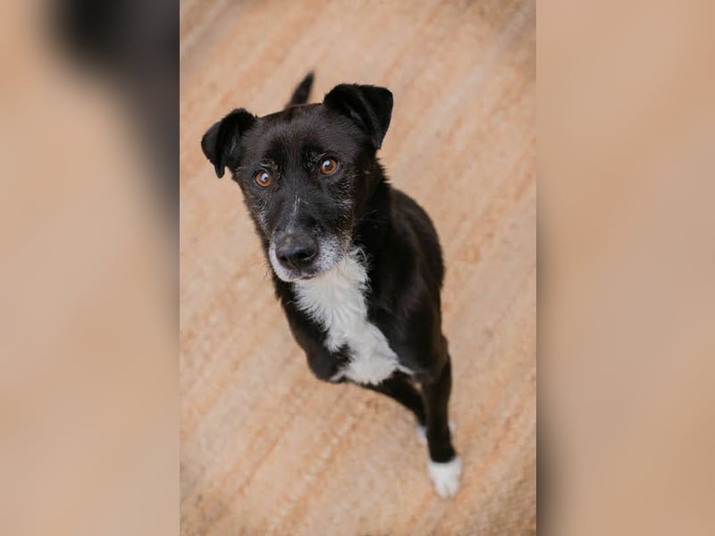 FIDO – Verschmuster Rüde sucht Menschen nur für sich