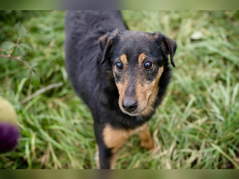 SKIBBY - Charmanter Schmusehund sucht seine Menschen
