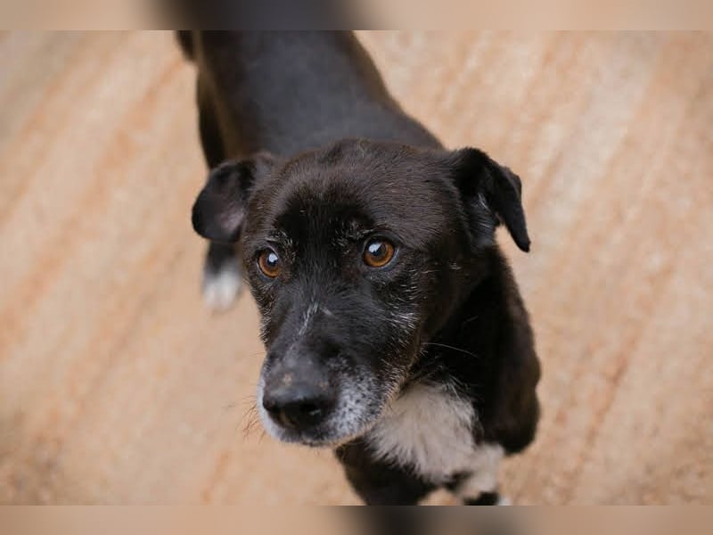 FIDO – Verschmuster Rüde sucht Menschen nur für sich