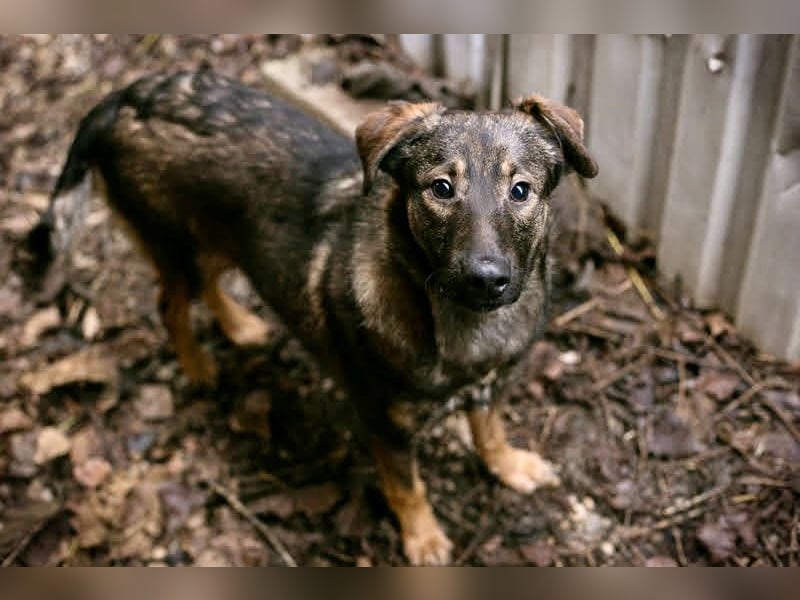 DUKE – Junger, lieber Rüde sucht seine Menschen