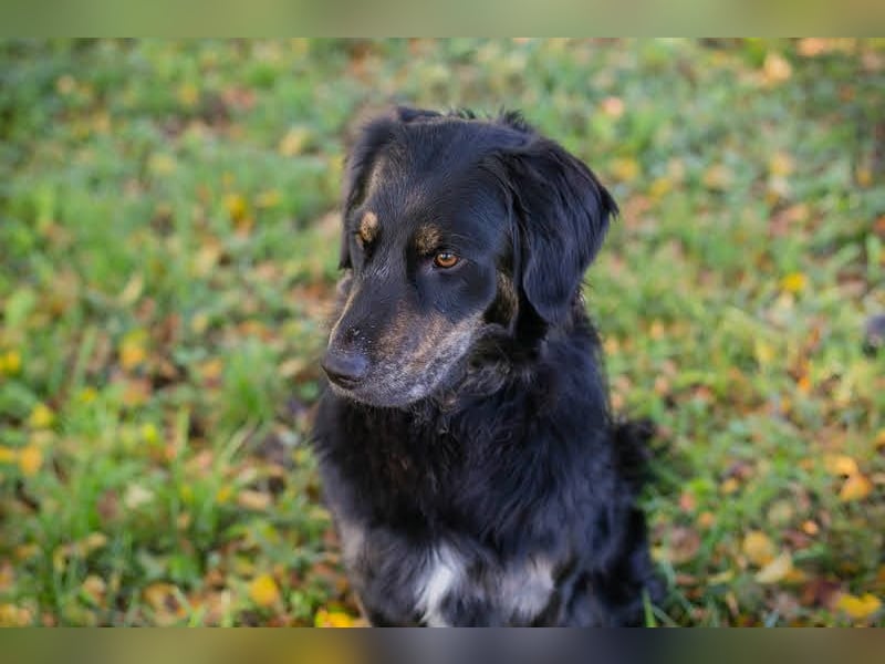 WHISKY – Sanfter Schmusebär sucht sein Glück