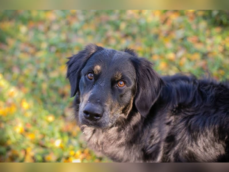 WHISKY – Sanfter Schmusebär sucht sein Glück