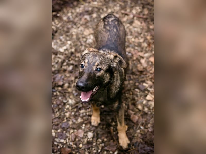 DUKE – Junger, lieber Rüde sucht seine Menschen