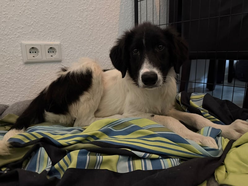 neugieriger, freundlicher MILO sucht seine Menschen