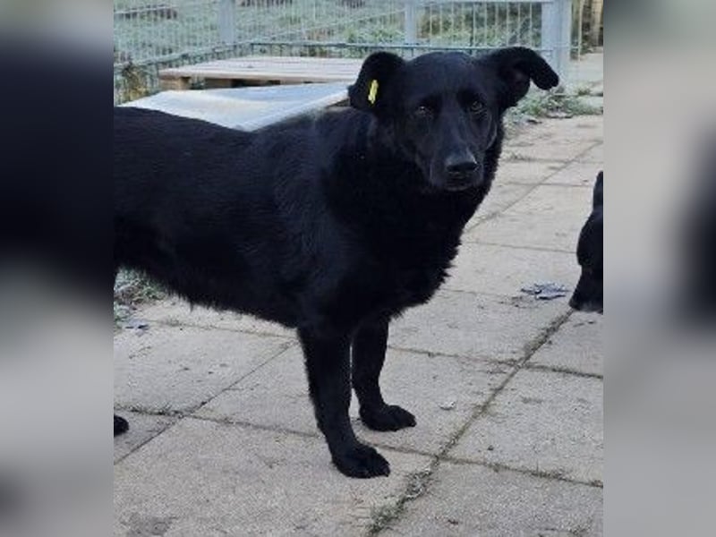 liebe, schüchterne Uwine