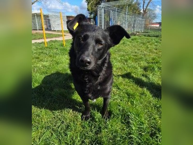 liebe, schüchterne Uwine