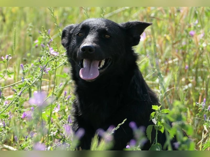 liebe, schüchterne Uwine