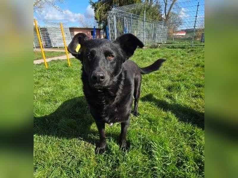 liebe, schüchterne Uwine