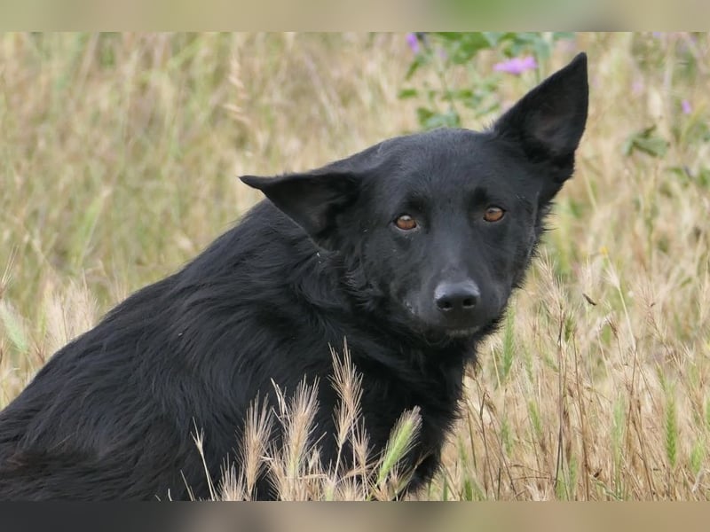 liebe, schüchterne Uwine