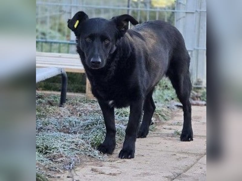 liebe, schüchterne Uwine