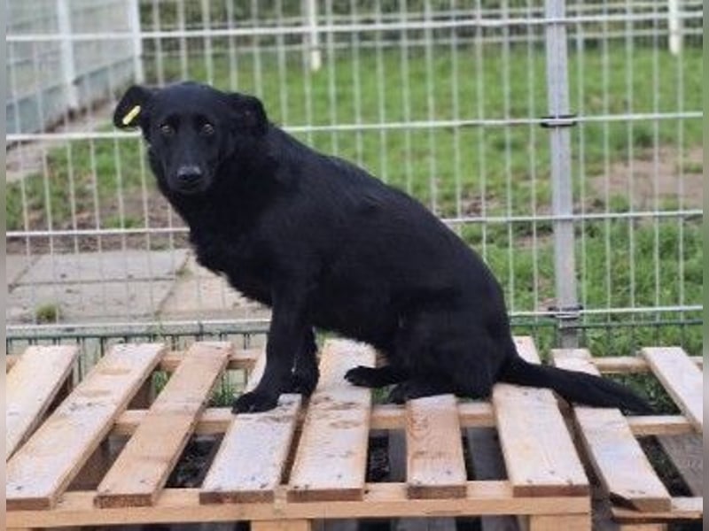 liebe, schüchterne Uwine