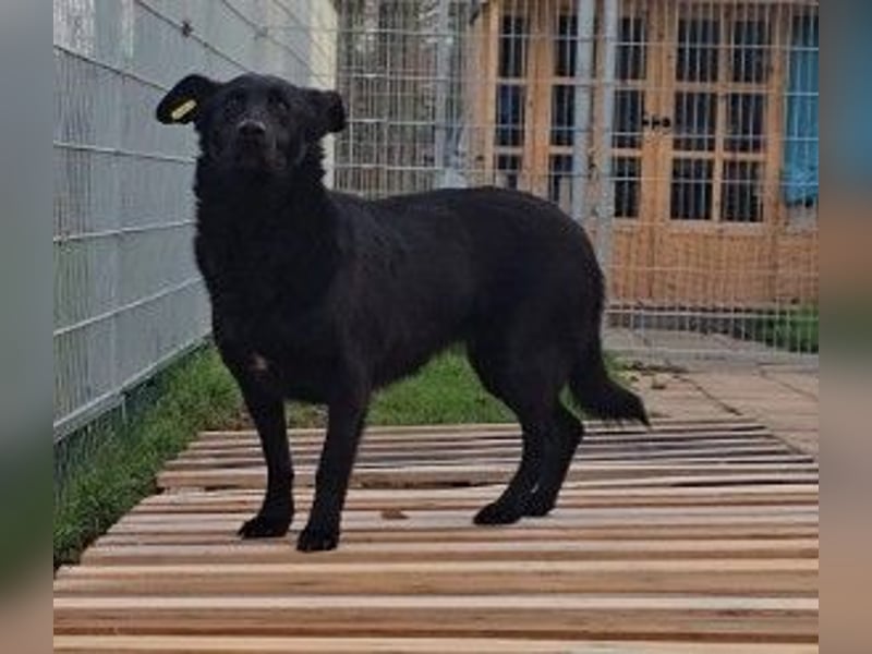 liebe, schüchterne Uwine